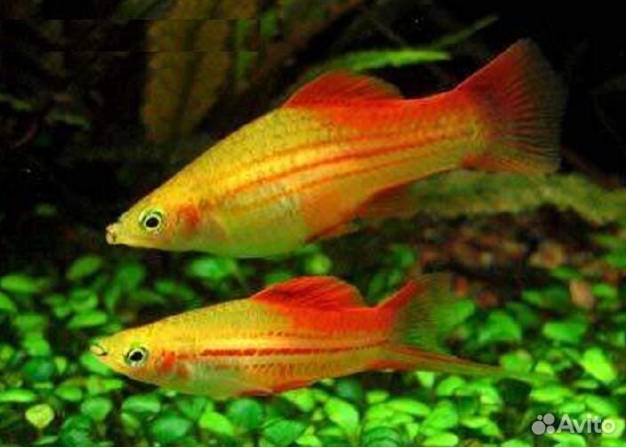 Питомник аквариумных рыб