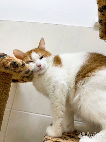 Ласковая рыжулька