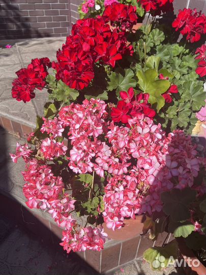 Пеларгония герань