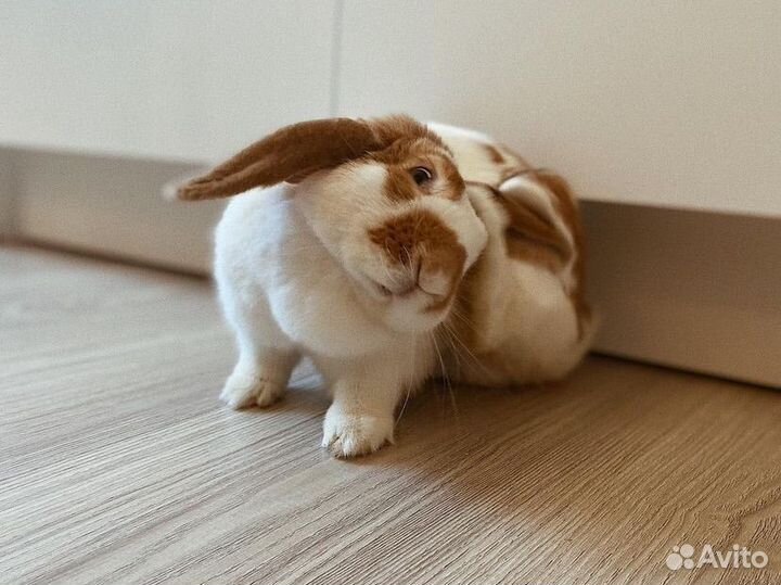 Кролик декоративный Вислоухий Баран