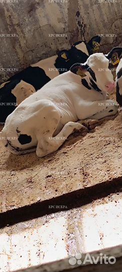 Телята крс бычки