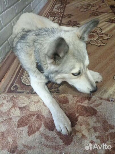 Найдена собака хаска