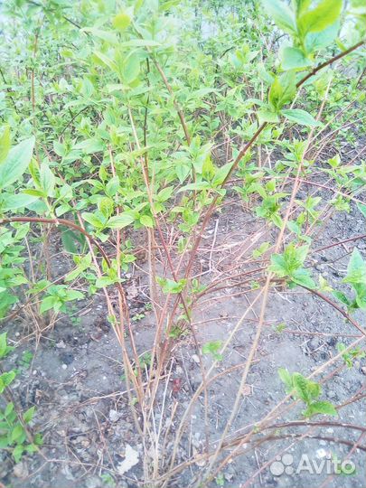 Форзиция. Жасмин алыча. Вишня войлочная