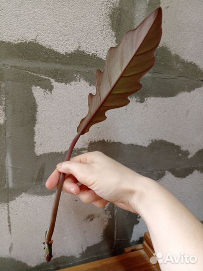 Филодендрон карамель марбл