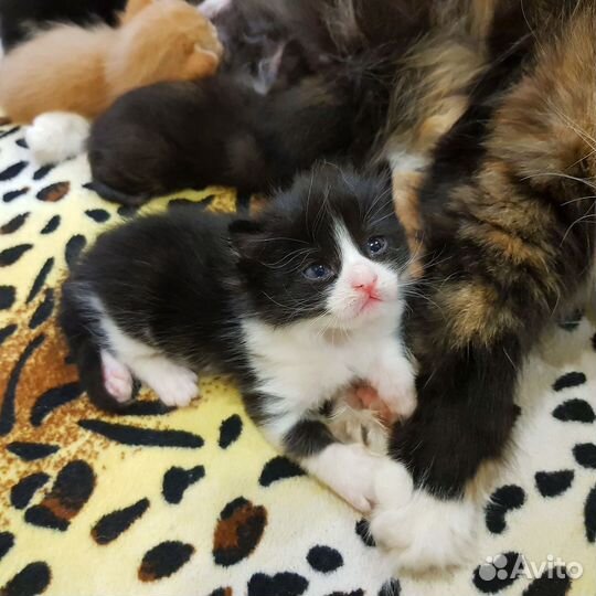 Отдам котят в добрые руки