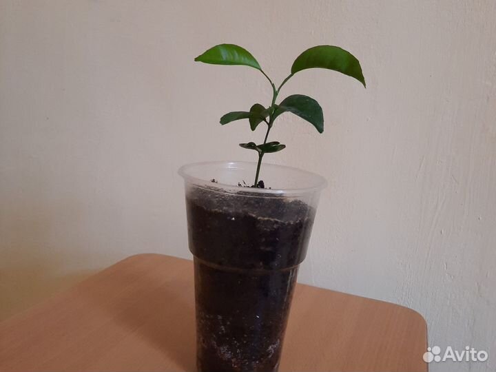 Саженцы мандарина