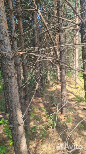 Лес на дрова