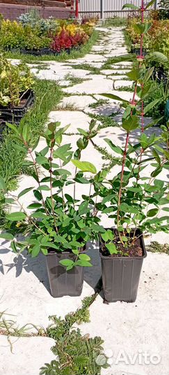 Жимолость в ассортименте, Бакчарский великан