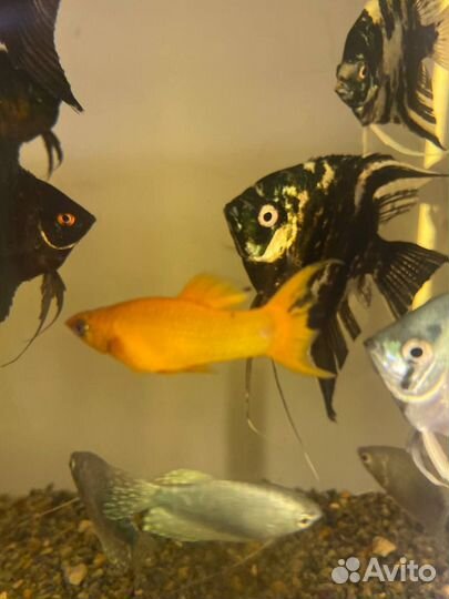 Аквариумные рыбки