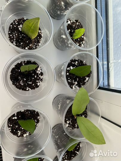 Замиокулькас