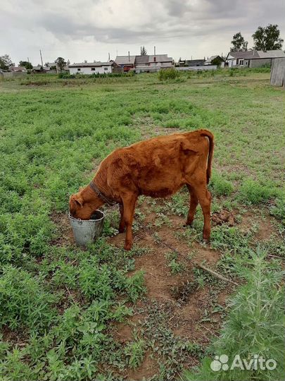 Корова дойная