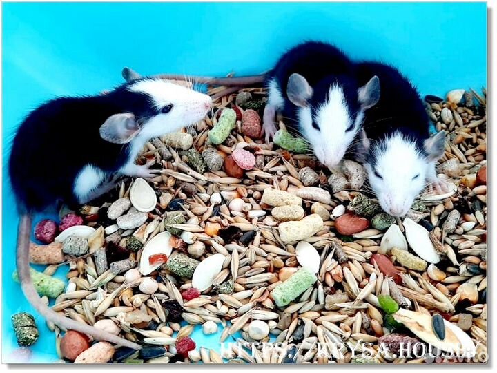 Крысы. Крысята Хаски (Дамбо)