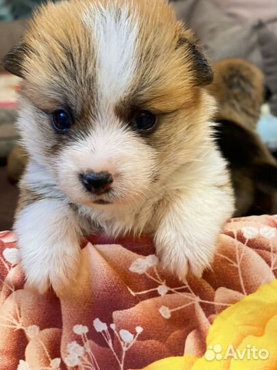 Вельш-корги пемброк щенки