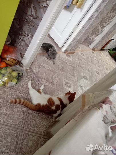 Котик в дар