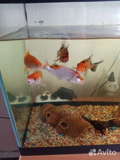 Аквариум 100л