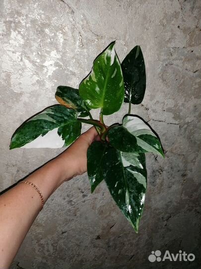 Коллекционные ароидные растения