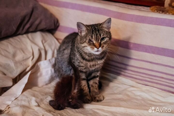 Кошечка ищет дом