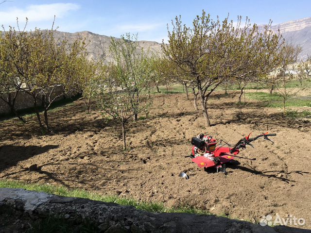 Курага горная домашняя