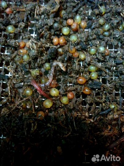 Дендробена. Черви для рыбалки. Коконы, малёк