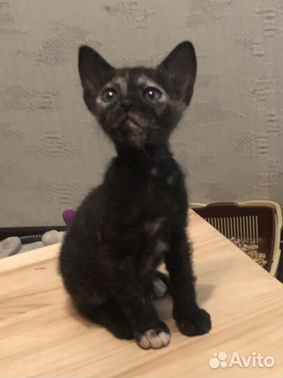 Донской сфинкс котята