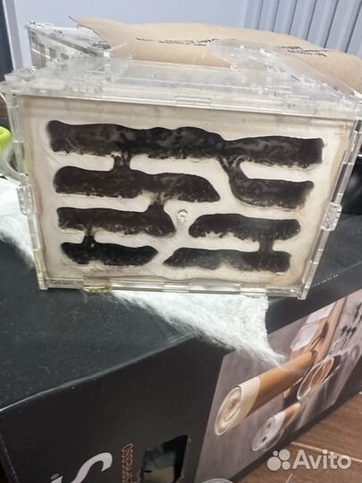 Campinotus nicobarensis формикарий