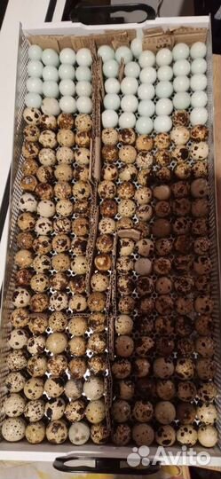 Перепелиное инкубационное и пищевое яйцо