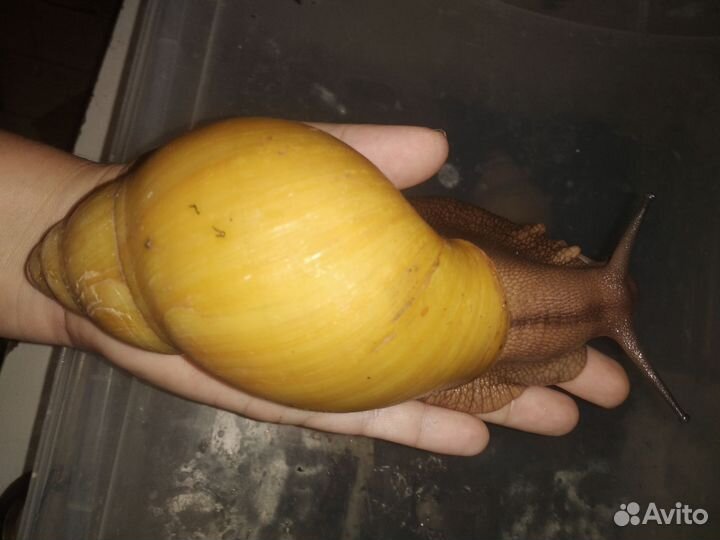 Африканские улитки Архахатина Маргината Иктерика