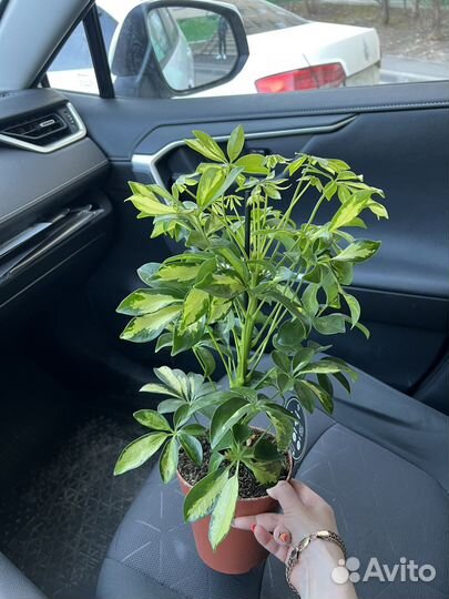 Шефлера вариегатная