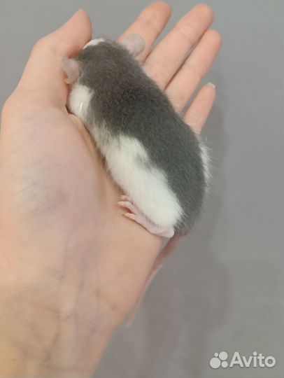 Крыса дамбо