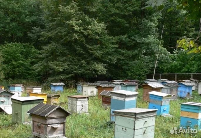 Мед натуральный с Алтая опт от 16 кг