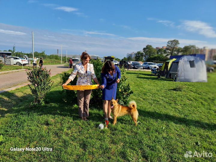 Вязка Финский Шпиц