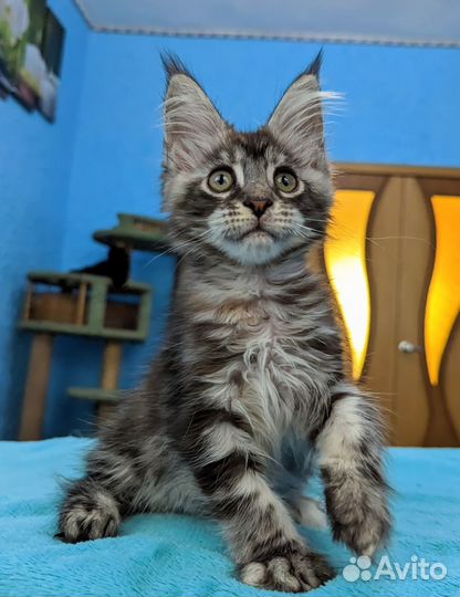 Котята мейн-кун