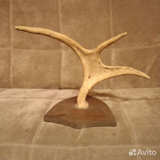 Продам рога лося