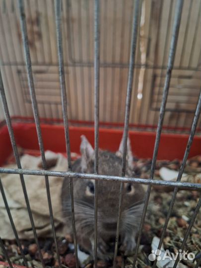 Белки с клетками