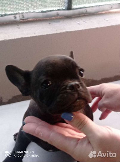 Французский бульдог щенки девочка