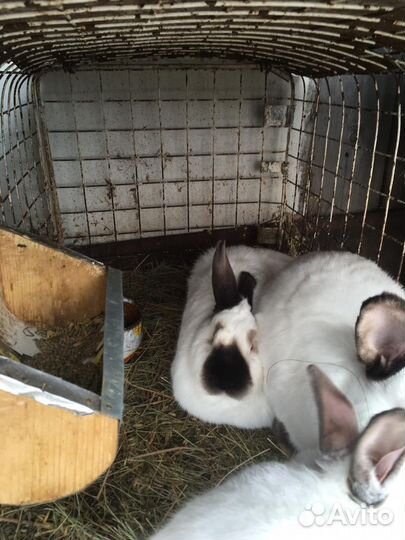 Калифорнийцы чистокровные