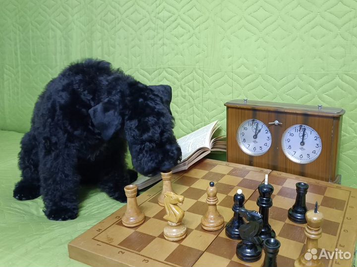 Керри Блю Терьер щенок
