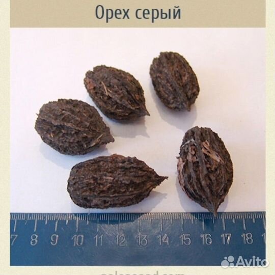 Орех серый парковое дерево