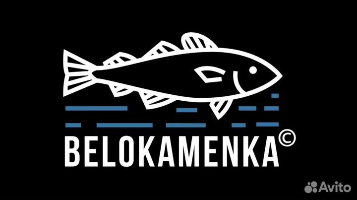 Морской гребешок