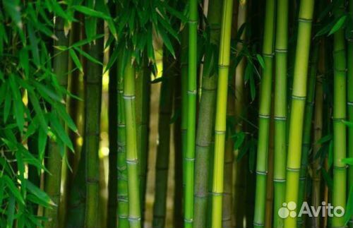 Бамбук гигантский семена шанхай