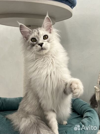 Мейн-кун серебряный котенок (котик)
