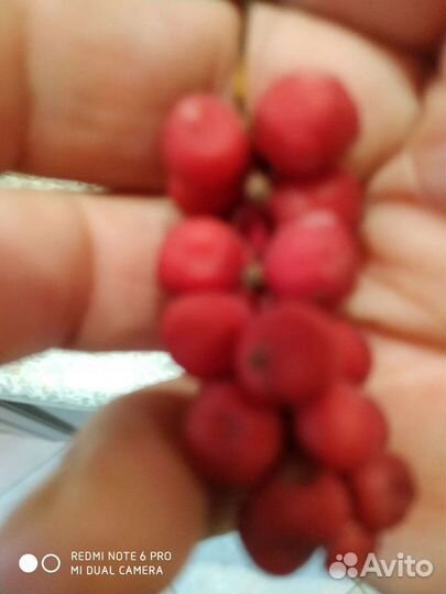 Лимонник китайский