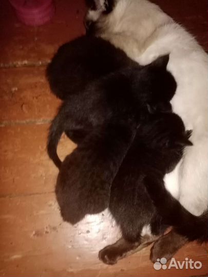 Котята в добрые руки бесплатно