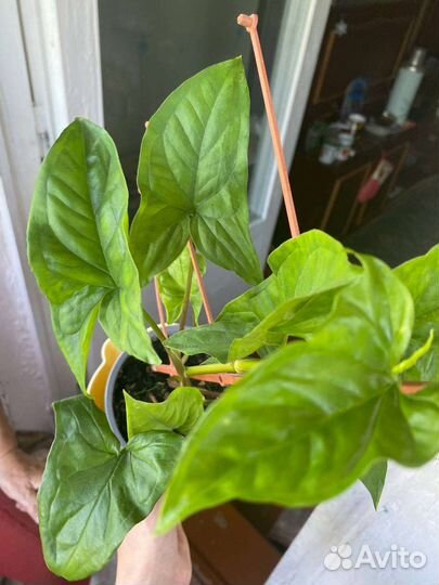 Комнатные растения