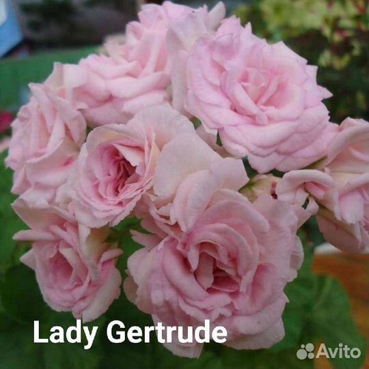 Сортовая пеларгония