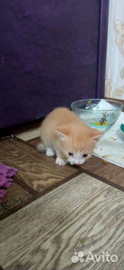 Котята в добрые руки бесплатно