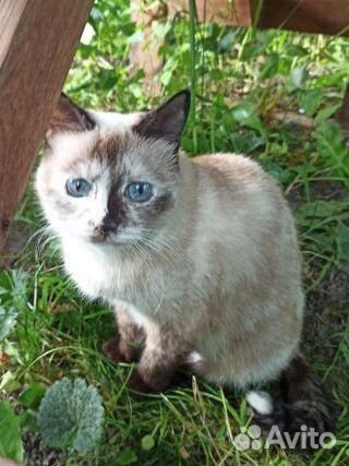 Тайская красотка в добрые руки