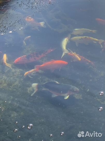 Рыба карп кои