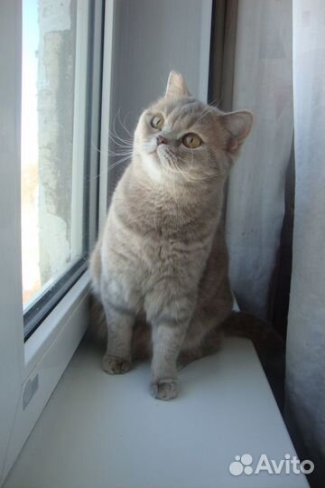 Шикарная британская кошка в дар