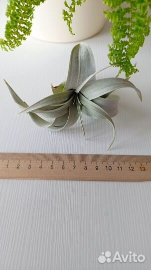 Тилландсии Ксерографика, Сильвер